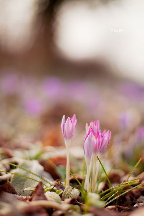 BloomableShop's tweet image. 