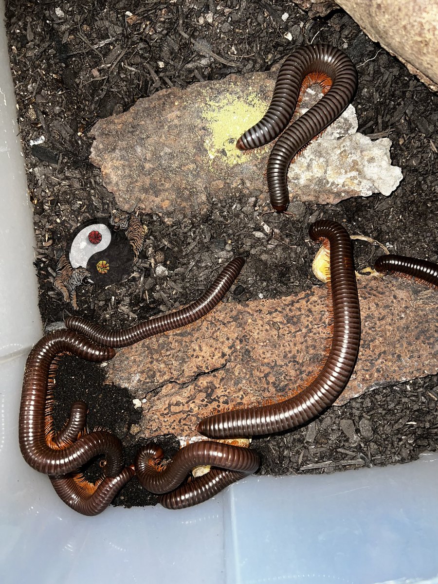 cjchan409's tweet photo. Milipede 
Class of Diplopoda 
Region: Madagascar
.
.
.
.
.
#milipede #insectexplorer #invertebrate #isopodexplorer #nationalgeographic #madagascar https://t.co/5dT2Qx0wYa