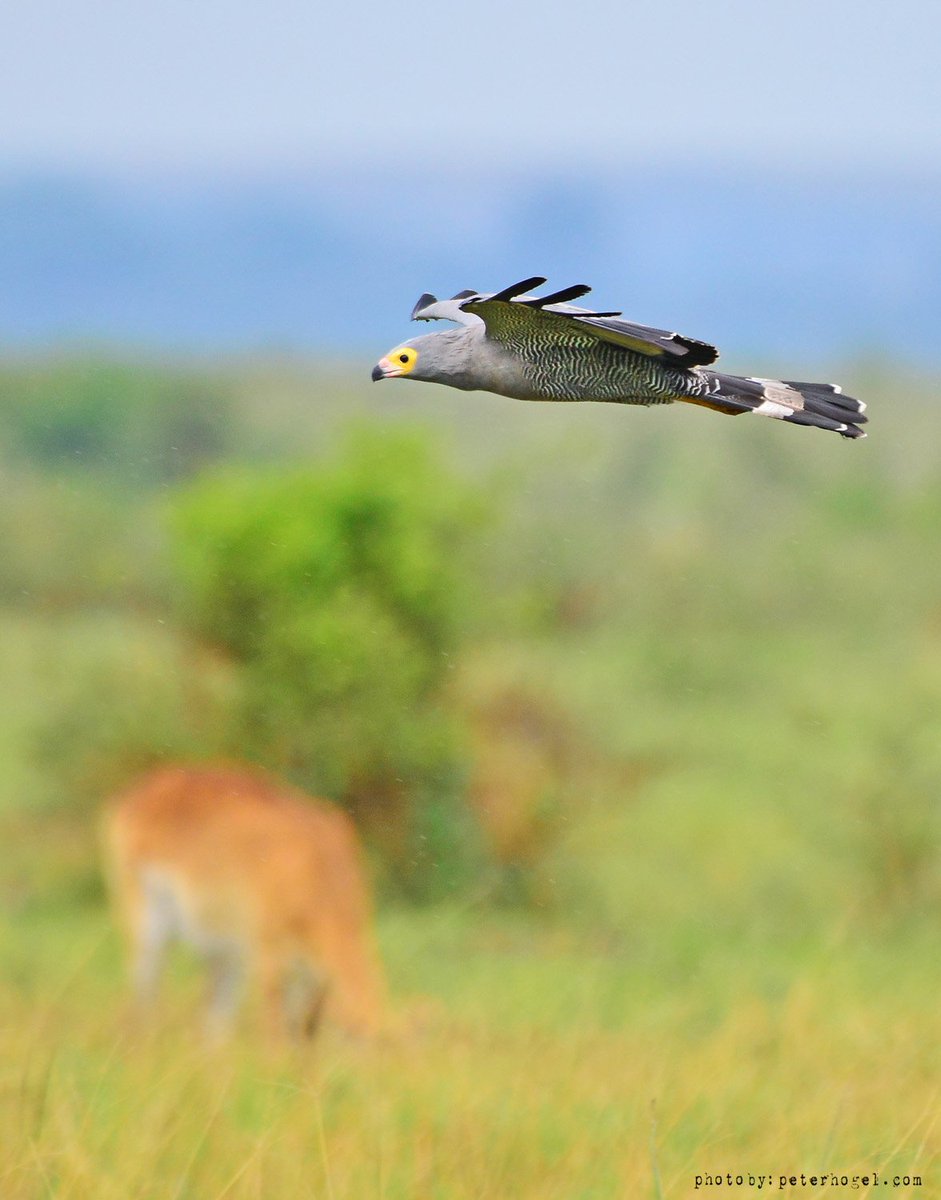 Birdlife in ishasha... Coming in hot!..
#peterhogel #bullbushrivercamp #safari #photography #Uganda #photographysafari #ishasha #VisitUganda #ugandauncovered #wildlifeaccommodation #river#riverlife #poolsideoflife #birds#birdphotography #birdofprey