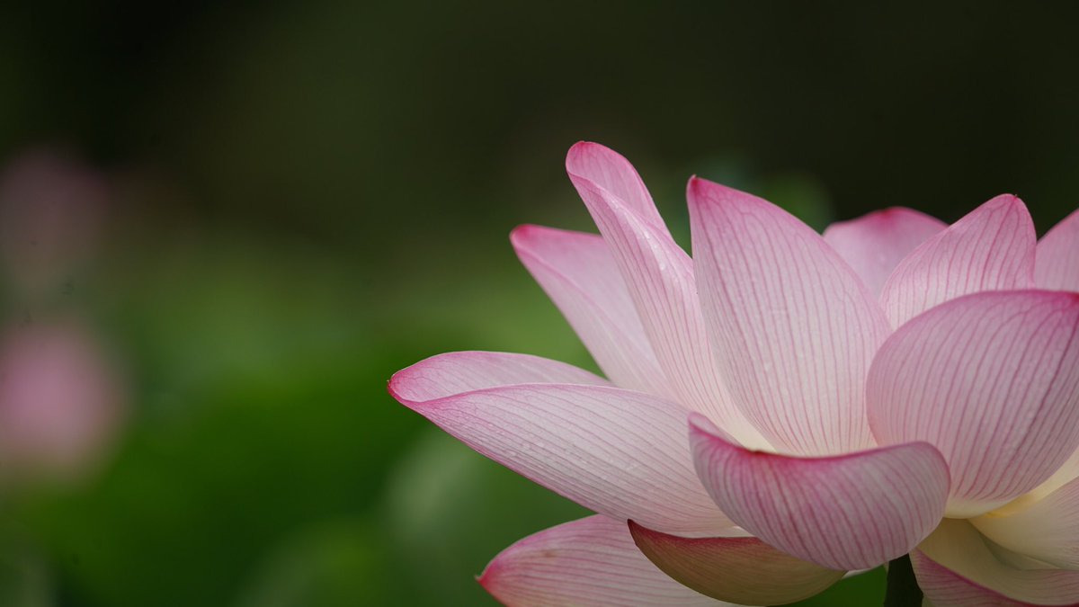 Jun2039's tweet photo. 蓮の花で浄化されてみる🪷
#写真 #花 #flower #SIGMA #α7II #DGDNOS #本日の作品 #水戸 #偕楽園 #蓮 #蓮の花 #イナゴ #ファインダー越しの私の世界 #写真好きな人と繋がりたい #キリトリセカイ https://t.co/1WHcx1e0HB