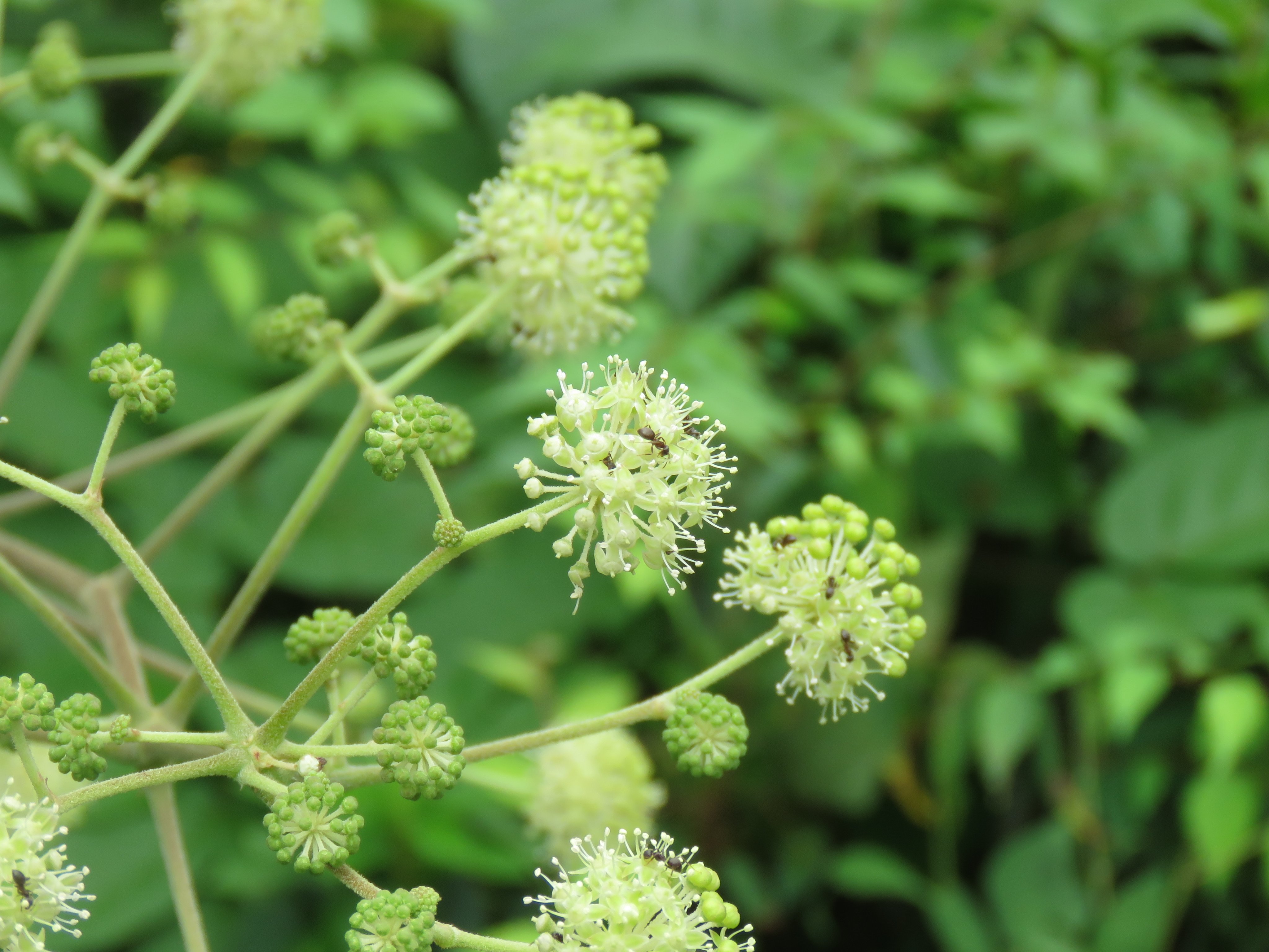 山のふるさと村vc ウドの花が咲きました 花の少なくなった秋の 虫のごちそう というイメージでしたが 今年はちょっと早く咲いたようです 小さな虫が集まってきて レストランのようになっていました 山のふるさと村 奥多摩 T Co 7eylhgrtf2