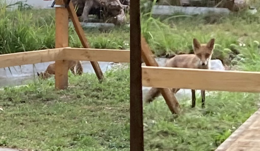 Am Rande Berlins sagen sich Fuchs und Hase oftmals „Gute Nacht“. In der Jugendarrestanstalt in Berlin-Lichtenrade kommt der Fuchs 🦊 aber auch zum Trinken vorbei. Die Wasserstelle wurde von den Jugendlichen gebaut bzw. angelegt.
#jugendarrest #fuchs #animals #photography
