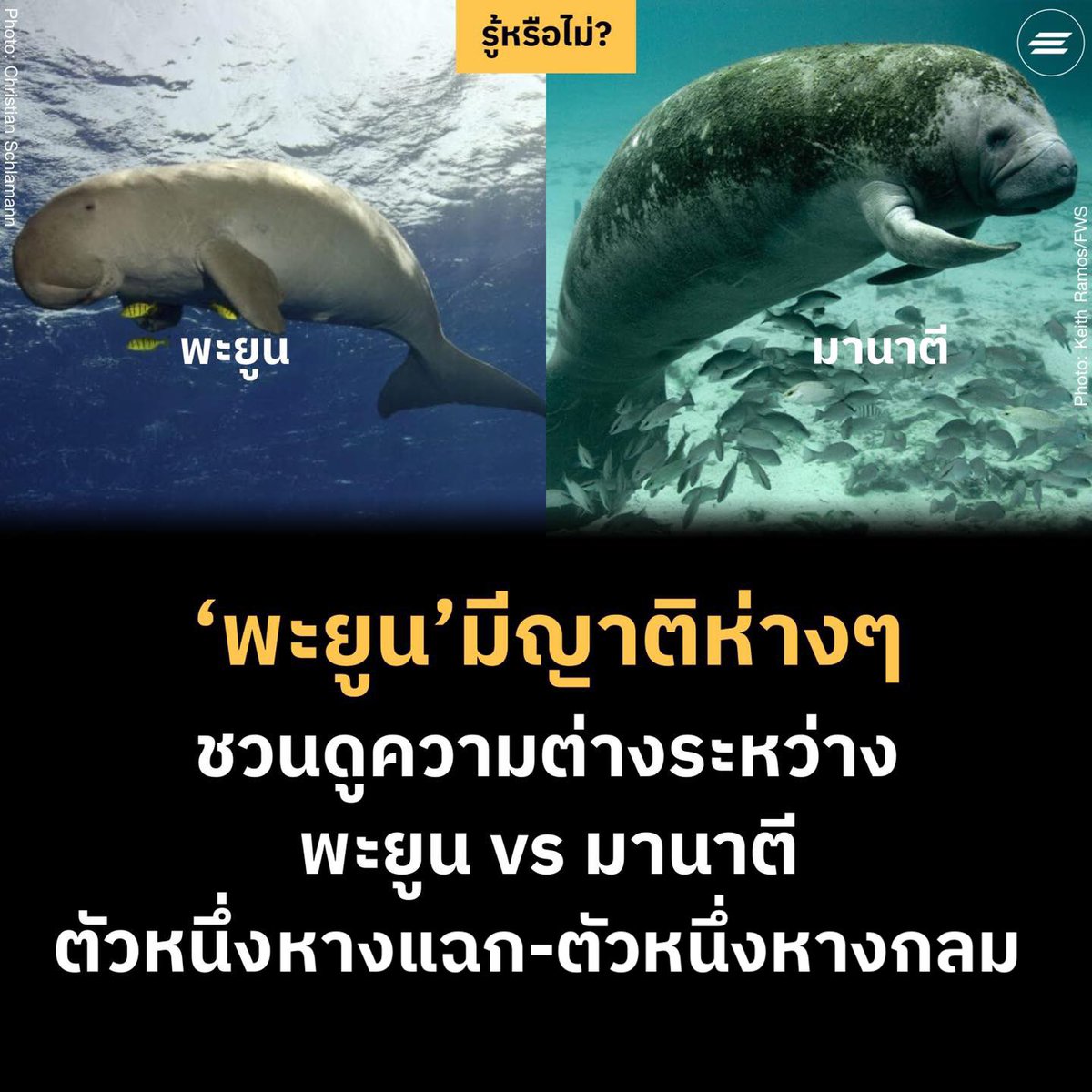 environmanth's tweet photo. รู้หรือไม่!? หมูน้ำน่ารักมีหลายชนิด! ชวนดูความแตกต่างระหว่าง พะยูน vs มานาตี 17 สิงหาคม #วันอนุรักษ์พะยูน

อ่านต่อ: https://t.co/q5qg7xBHFS
#Environman https://t.co/sBfeykR2ZE