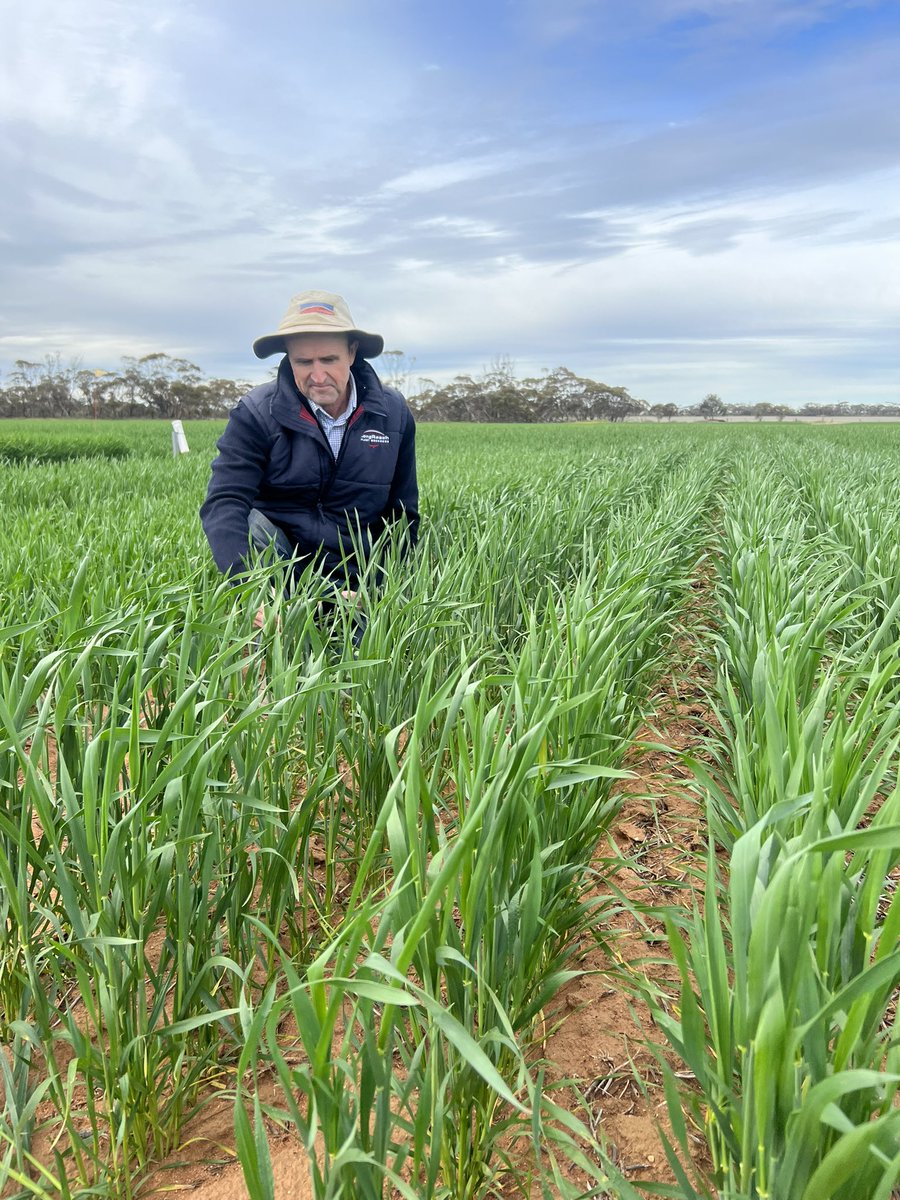 Lastly for the day NVT trials at @desertfarmer84 @BreedersPlant Releasing quick AH IMI tolerant wheat well adapted to the #Mallee #Releasing Anvil. @Moodie_ag @MalleeCMA