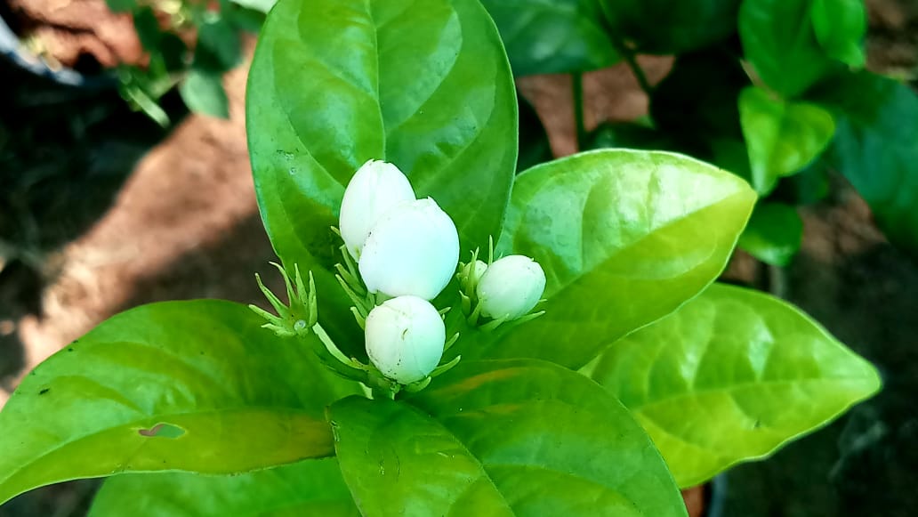 satyaspecial's tweet photo. Our students created this beautiful nursery where there was nothing earlier--well, there were some shrubs and thorny bushes. They inspire us and educate us, even if we think the opposite sometimes!
#disabilities #satyakidsrock #greenworld #awholenewworld #disabilityngo https://t.co/YEYiLYxwTG