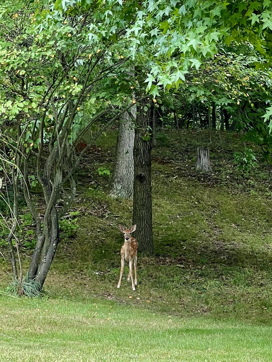 FitLabDeepCreek's tweet photo. #WellnessWednesday #FitTip from #FitLabPGH #podcast (link below): #ShareTheTrail w/ local wildlife. You’re hiking, biking, walking, or running through THEIR home. Give them space. #LeaveNoTrace 

#LeashYourDog #HikePA #bikepgh #trailbathing 

https://t.co/gEuvsA3DM4 https://t.co/bPbiiP2Uyt
