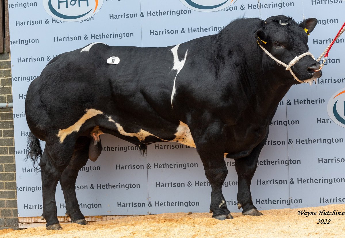 Philip Halhead tweet media