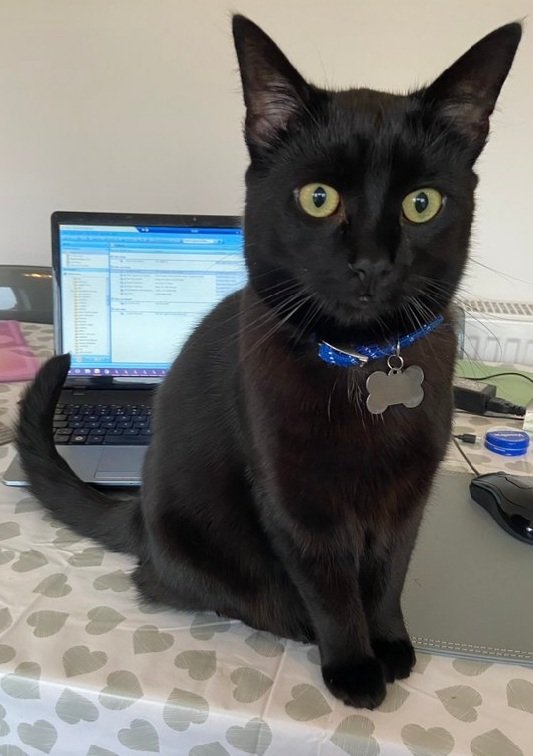 Saying hello here are Luna sent in by @TerriClerck Chloe an assistance cat who's 13 sent in by @chloe_blackcat Ozymandias sent in by @CatonSet and Milo who's 1 sent in by @77_miller