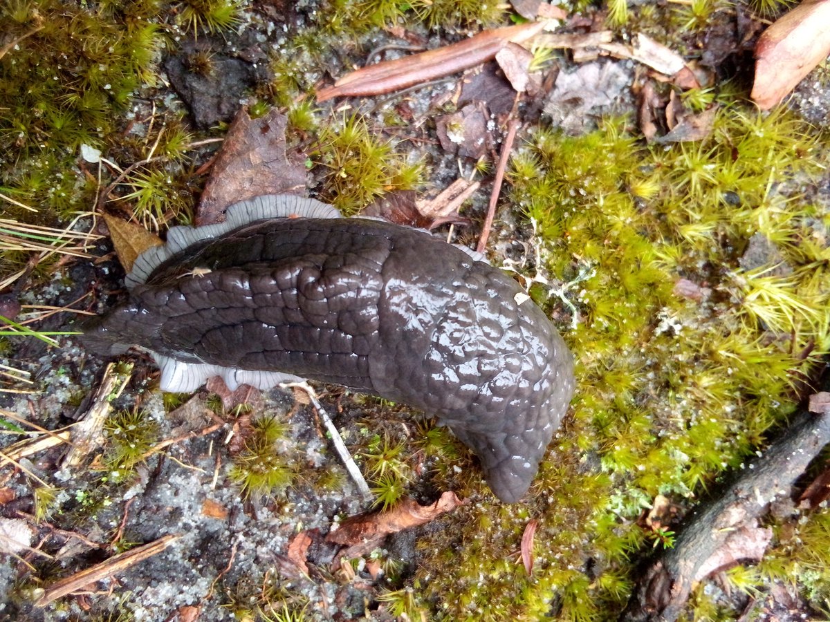 umupros's tweet photo. What an amazing good climber, this is a slow Polytoxon robustrum species, it managed to reach mount Bigugu top at 2950m. Why not you? https://t.co/vhzfxohyna