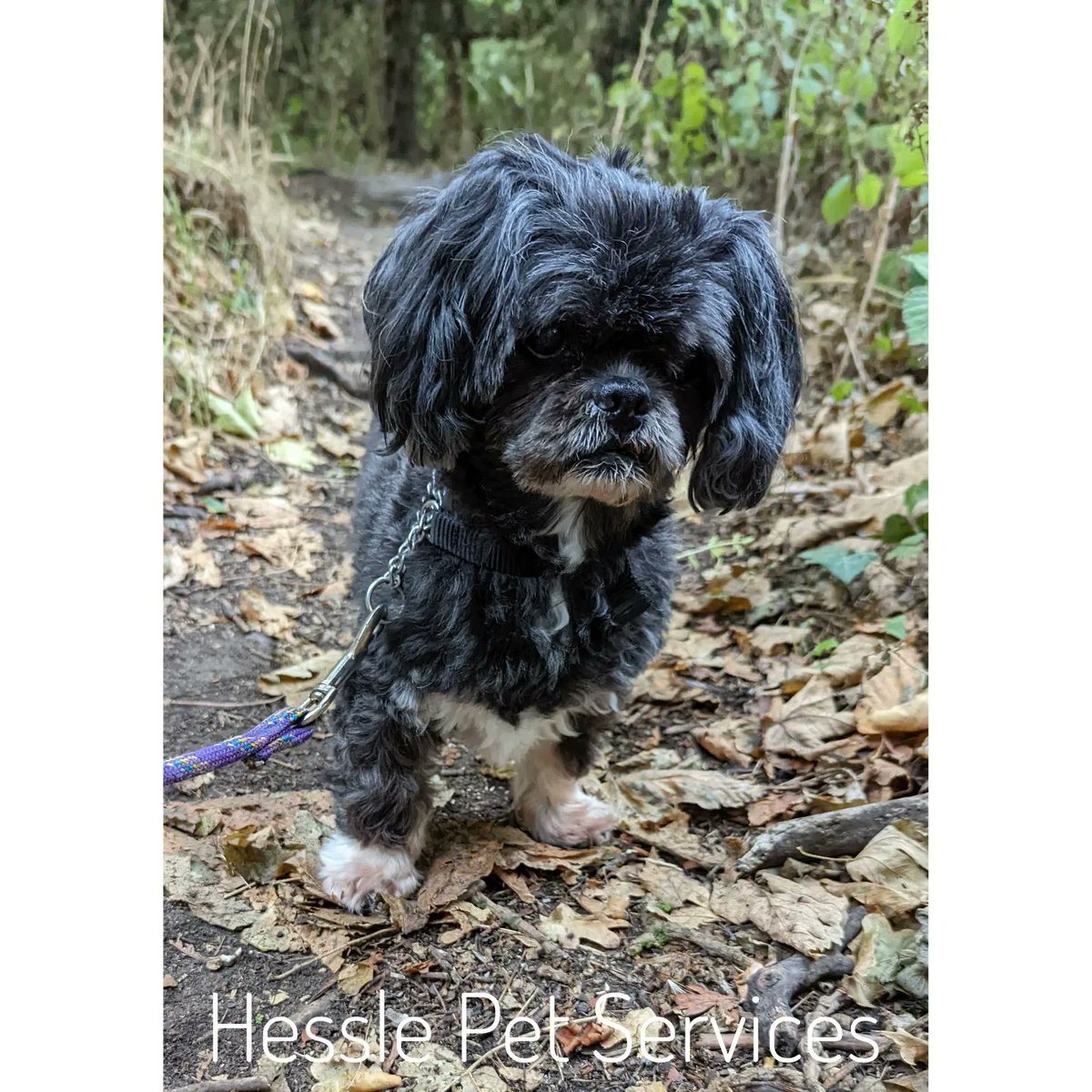 HesslePets's tweet photo. These two have very different requirements from a walk so Cockerjack girl enjoyed playing some training games whilst her elderly friend walked steadily π
#dogwalker #Hessle #cockerjack #prodogtrainer #lhasa #lhasaapso #seniordog #dogsoftwitter https://t.co/Fdr3W1Nj4s