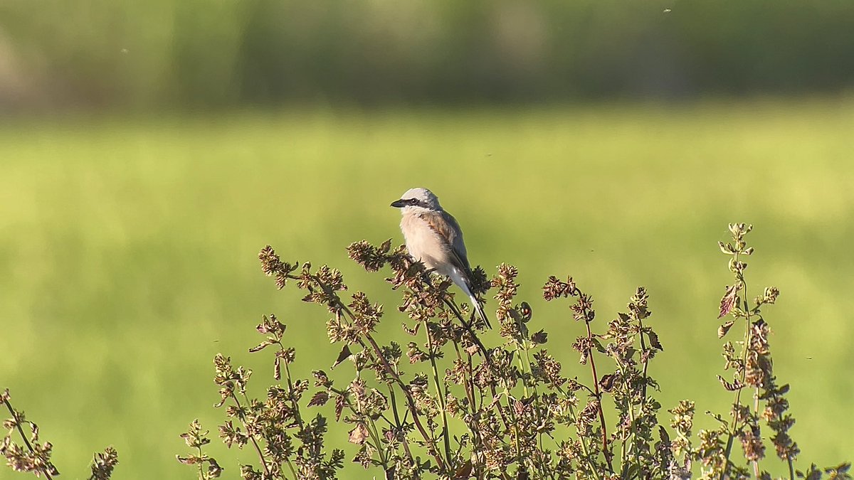 Stivi Musievski tweet media