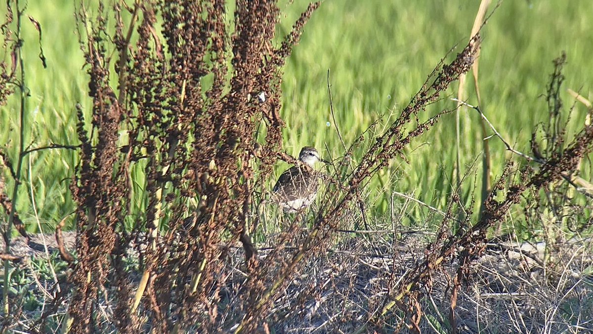 Stivi Musievski tweet media