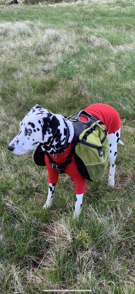 adventurerab72's tweet photo. My old girl Sula. 12 years old now and unfortunately coming to the end of her mountain days. Shes a incredible moontin pup! Last count was 182 munros done with loads of repeats. Deaf,2 different colour eyes and daft as a brush!😂 #hikingwithdogs #dalmation🖤🤍 https://t.co/wEZfiJRnnk