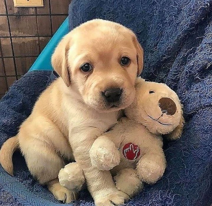 puppiesDoglover's tweet photo. Can I bring this home?” https://t.co/8EurH3x6z8