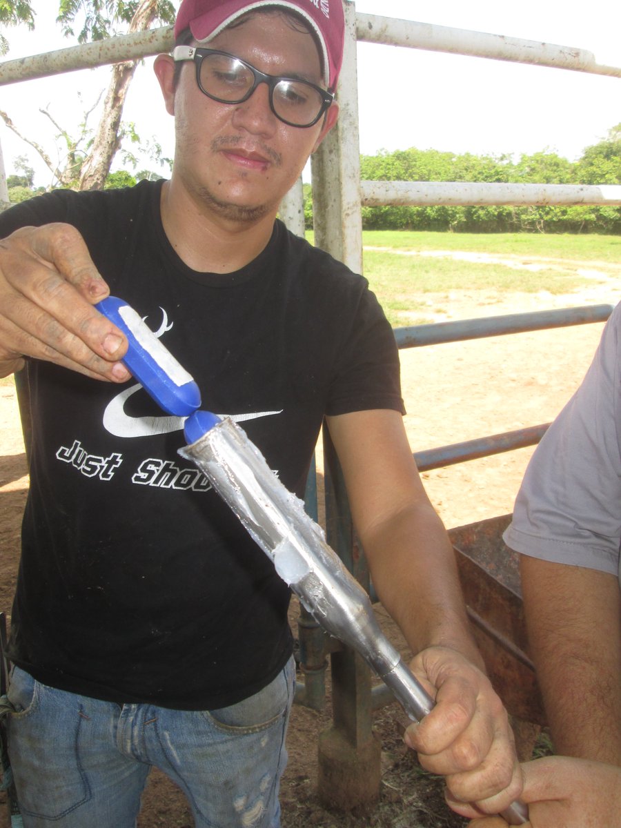rmoraluna's tweet photo. Undergraduate research of @JhonnyParada https://t.co/R3JrV6DdC6
Supplementation with intra-ruminal boluses of cobalt, copper and selenium in Brahman heifers in the southwestern region of Venezuela #Bimeda #CobaltDeficiency #CopperDeficiency #RuminalBolus #MineralSupplementation https://t.co/cWNFHZUTBt