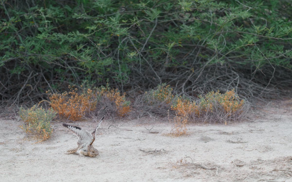 luminarydiary's tweet photo. An Egyptian Nightjar stretches before taking off for its evening hunt.
#EgyptianNightjar #bahrain #Wildlife #nature #birdphotography #birds #BirdsSeenIn2022 https://t.co/e9WOoqm9P4
