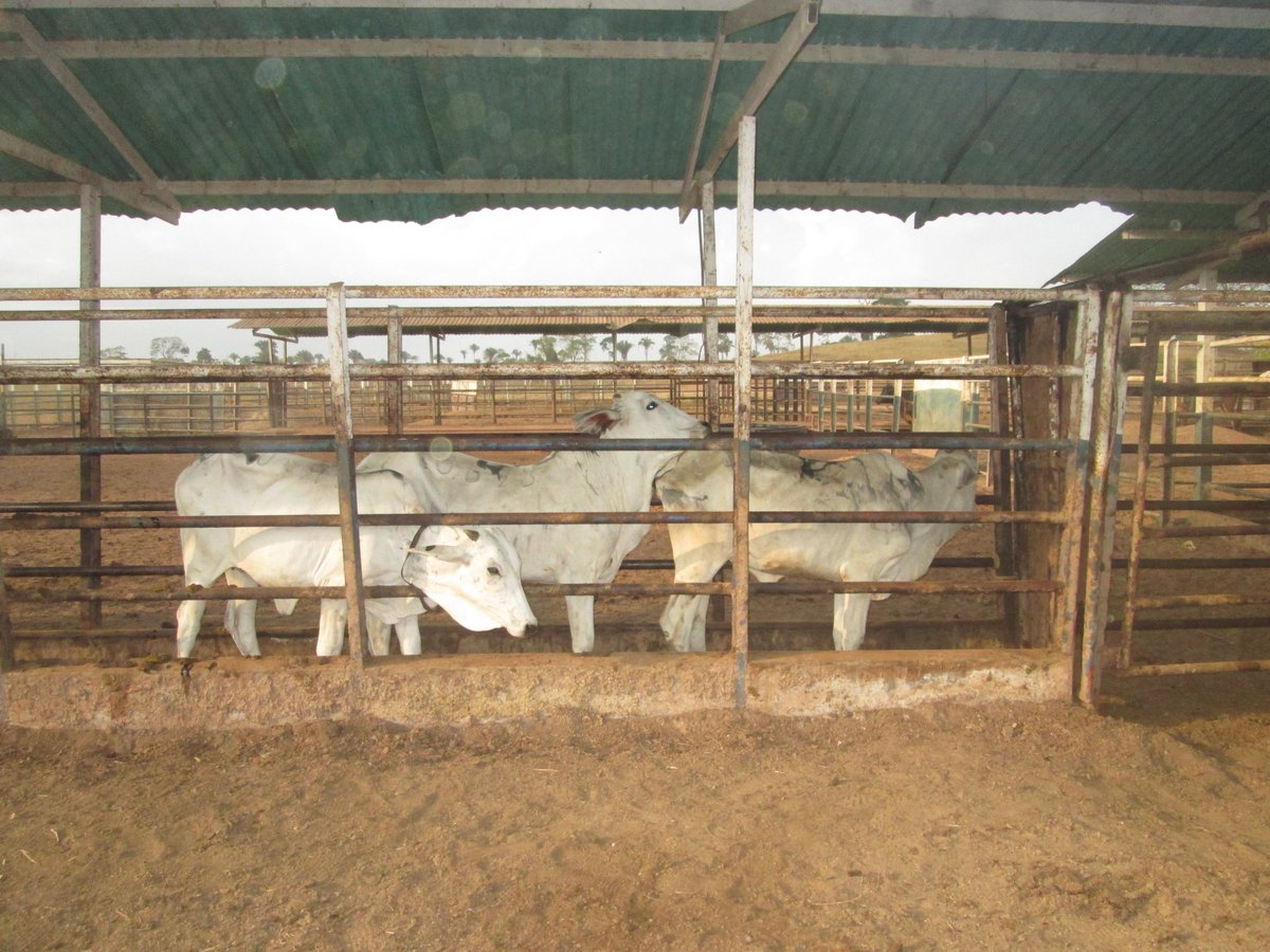 rmoraluna's tweet photo. Undergraduate research of @JhonnyParada https://t.co/R3JrV6DdC6
Supplementation with intra-ruminal boluses of cobalt, copper and selenium in Brahman heifers in the southwestern region of Venezuela #Bimeda #CobaltDeficiency #CopperDeficiency #RuminalBolus #MineralSupplementation https://t.co/cWNFHZUTBt