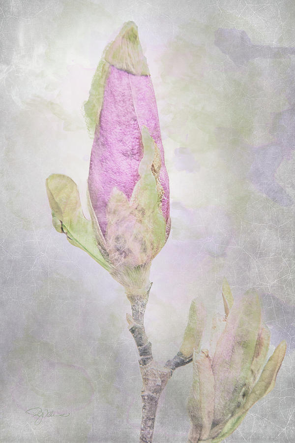 williams_pam's tweet photo. Every flower must grow through dirt
#flowers #nature #flower #bud #photography #love #buyintoart #garden #art #beautiful #photooftheday #flowerphotography  #spring  #naturelovers #summer #flores 
 #flowerpower #roses #gardening 
GET PRINT HERE: https://t.co/1PD7rDLVZy https://t.co/d0DgdltWmk