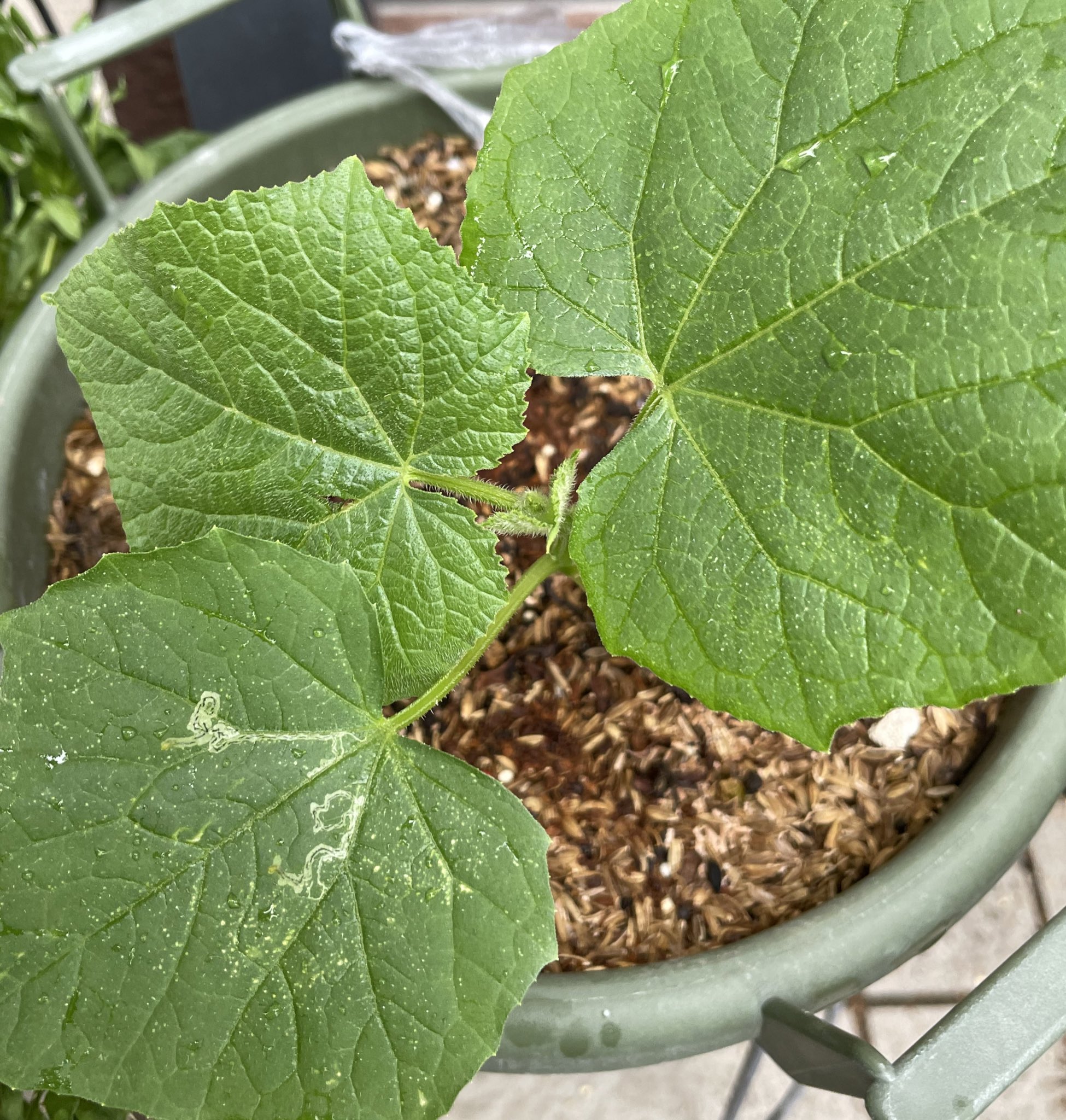 تويتر さとちゃん畑 على تويتر 家庭菜園 プランター 先日種まきしたきゅうり 既に 落書き えかきむしの奴 家庭菜園 プランター T Co Wleiwkfzuf