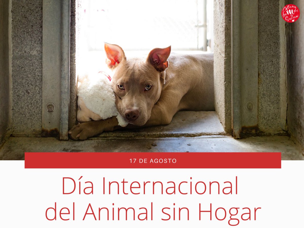 Hoy se celebra el #DíaInternacionalDelAnimalSinHogar.

Desde la Cátedra queremos visibilizar el gran problema de #AbandonoAnimal que existe en el mundo y la necesidad de encontrar un hogar para todos aquellos #animales que viven en las calles.

 🙌 🐕 ¡Es labor de todos! 🐈 🙌