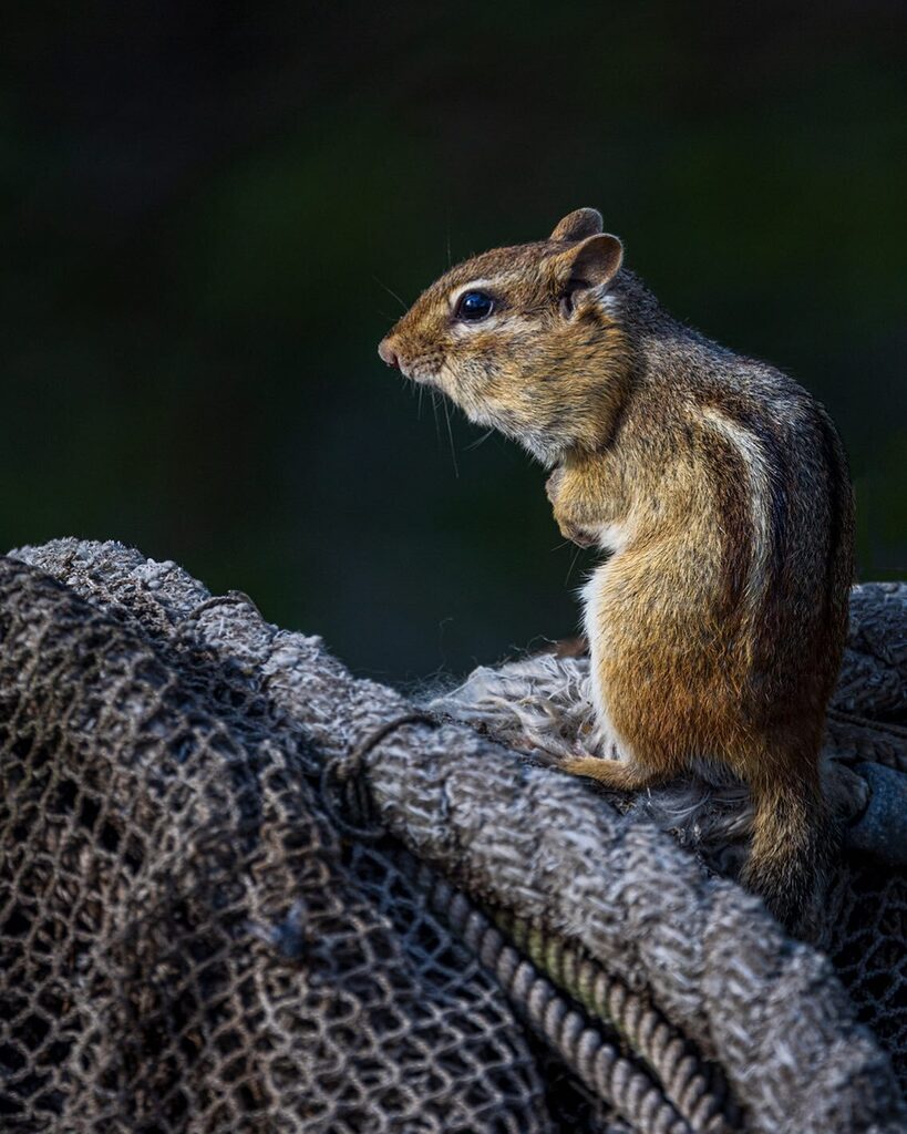 dennisbuchner's tweet photo. Chirpy #chimpmunk #puremichigan #photography #nature #instagood #chasinglight #naturephotography #wildlifephotography #beautiful #outdoors #photooftheday #art #picoftheday #beauty #photographer #explore #michigan #michiganders #bestofthegreatlakestate #canon #singhrayfilt… https://t.co/ijmS7oVnOO