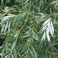 50Plushealths's tweet photo. The Clinical trials and Studies of Musculo-Skeletal disorders(MSDs) - #RheumatoidArthritis: #Willowbark in TCM https://t.co/n9GB59IFne https://t.co/iXFi1ksx8z