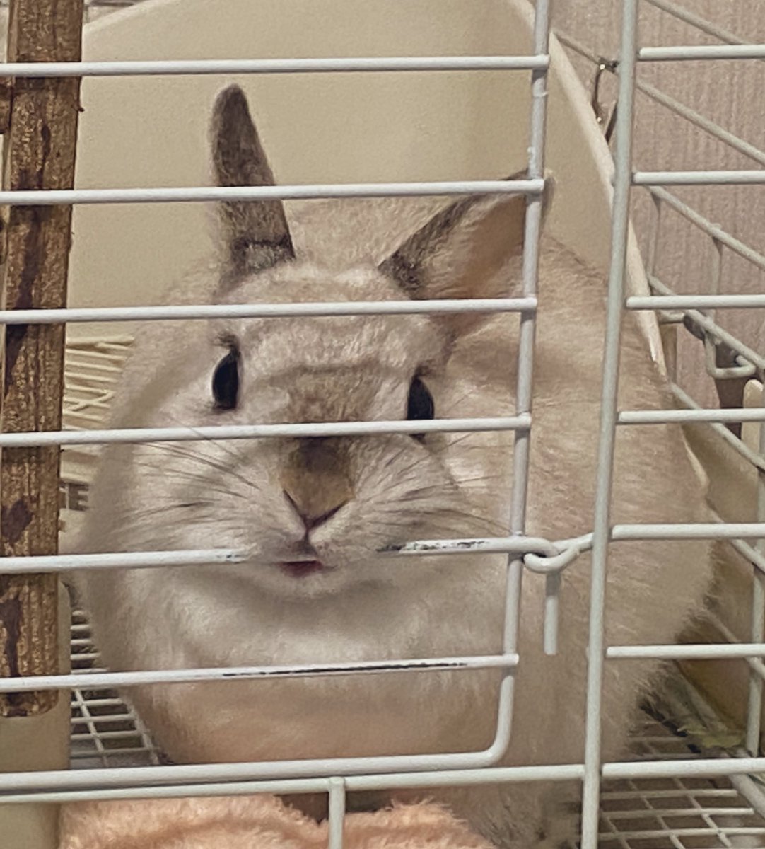 Rb628Mpuchi's tweet photo. #うさぎのいる生活 #puchiMimi https://t.co/aQ3BAm7DWz