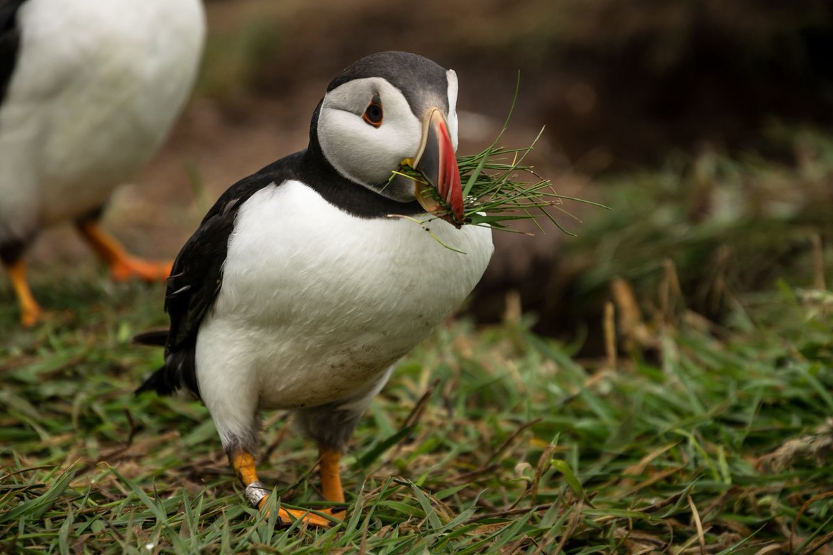 #CorkSeabirds: Posters

Amy Wilson from <a href="/VisEcolMun/">Visual Ecology @MUN</a>: "Assortative mating in Atlantic Puffins? An approach using geometric morphometrics, perceived bill colour, &amp; body condition"

While assortative mating has been shown to exist in some alcids, Amy asks if it occurs in puffins.