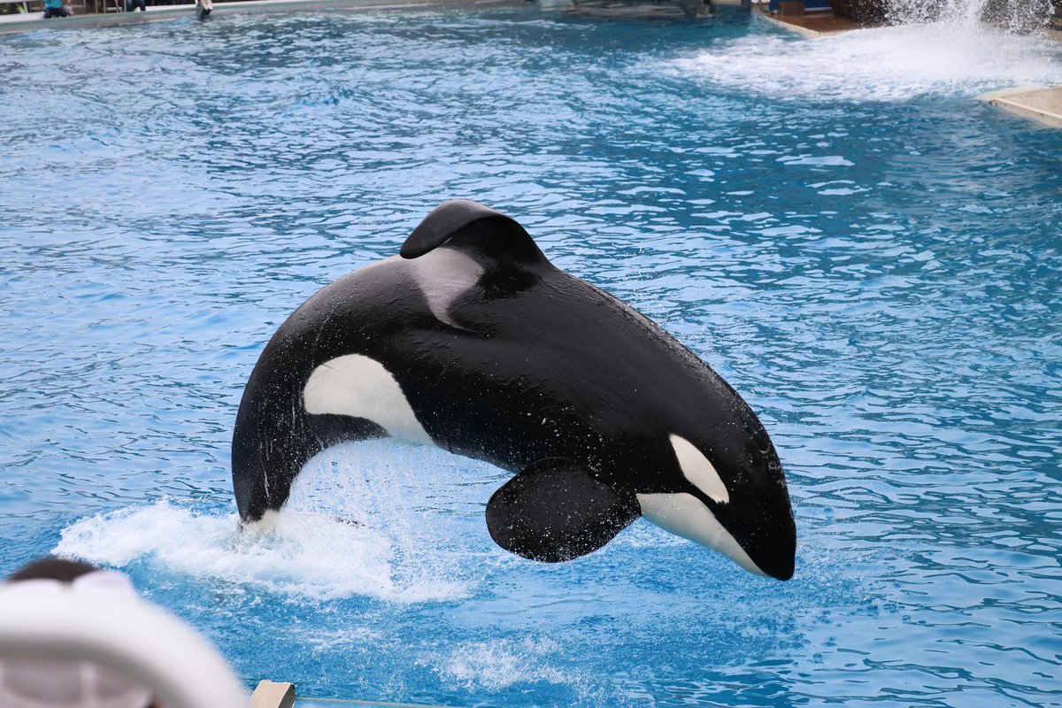 WorldCetacean's tweet photo. π¨ New paper alert!
π With growing public awareness of #whale and #dolphin welfare issues in captivity, why do venues like SeaWorld remain popular?
π Our #OpenAccess paper with Human Behaviour Change for Animals examines why people choose to visit captive facilities.
(1/3) https://t.co/wOTqWyaCSz