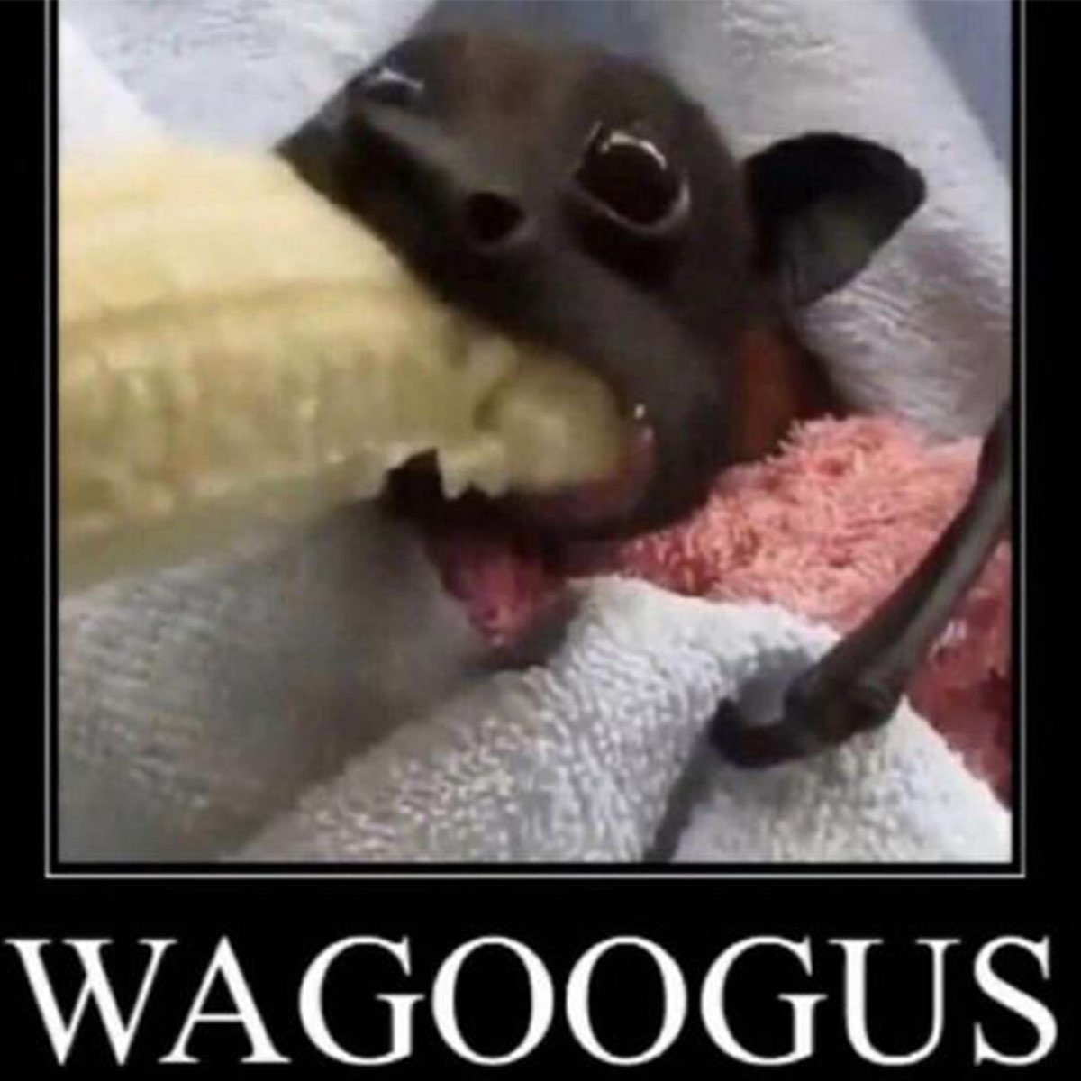 🚨 IT'S WAGOOGUS WEDNESDAY EVERYONE, WHAT A JOYOUS DAY!!!! 🚨🍌🦇