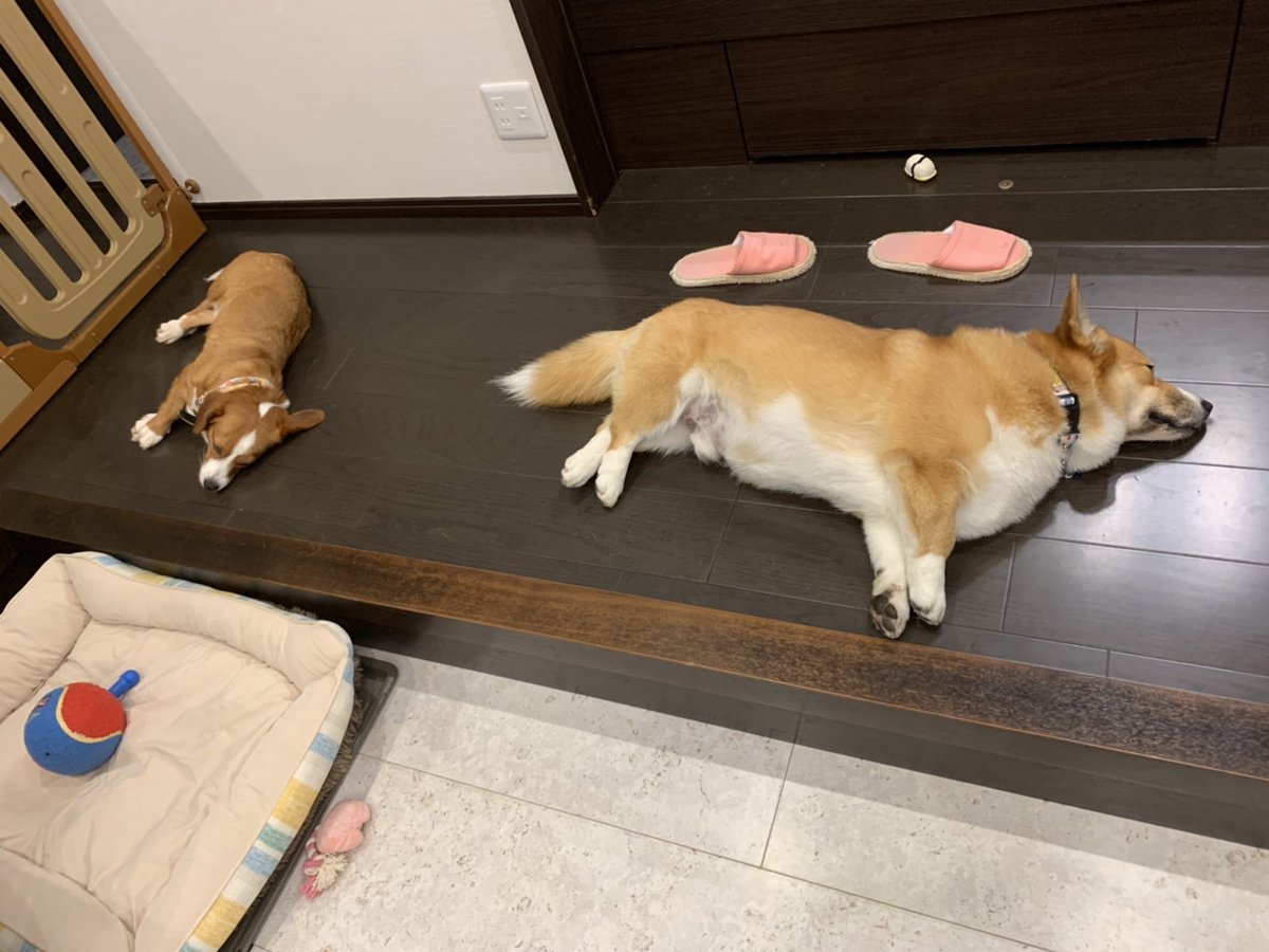 Punchihainu's tweet photo. 読まれたんですね😊
採用ありがとうございました！
断尾してないコーギーのパンチに加えて、繁殖犬だったコーギーとダックスのMIX犬「かふう」ちゃんが家族になりました😊
パンチがかふうの心を癒やしてくれるので大丈夫と思ってます👍
お揃いで紅型の���輪と迷子札作りました✨
#musicshower https://t.co/DqKkbvp2EE