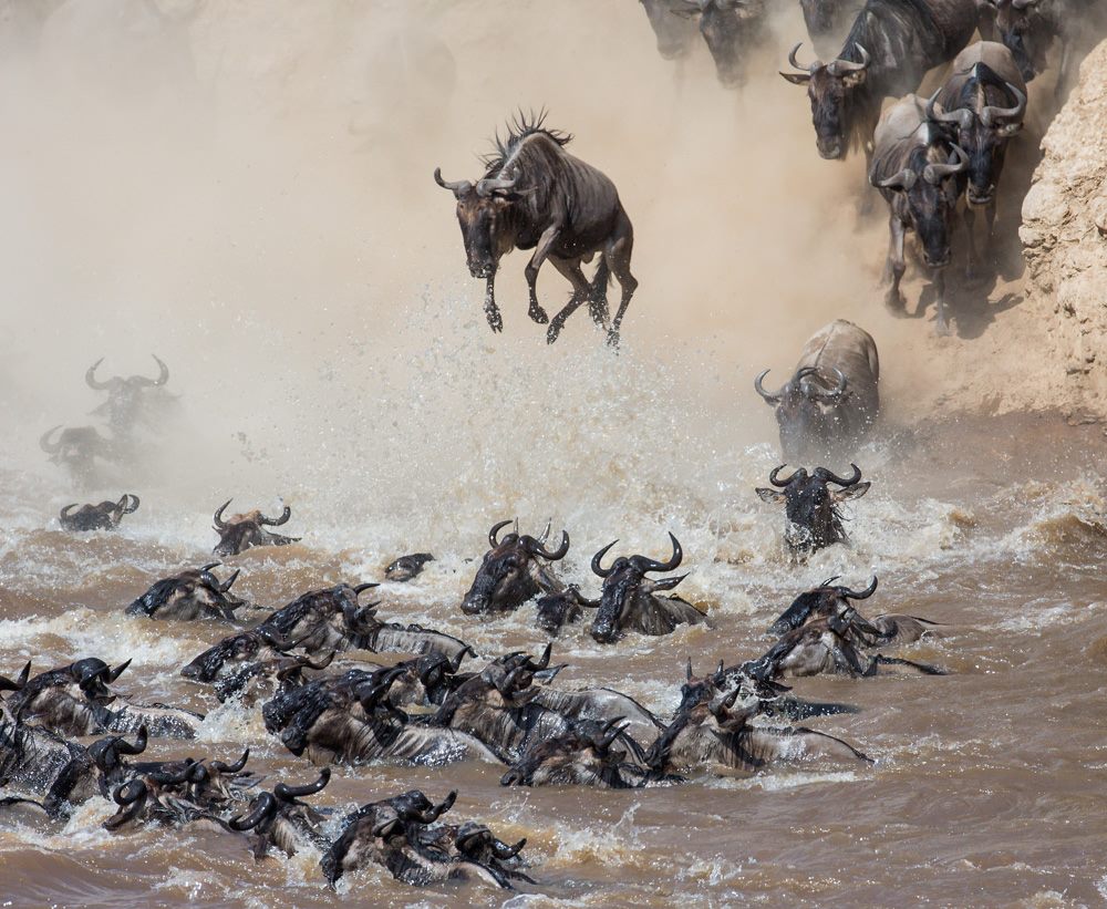 BeshAdventures's tweet photo. The great wildebeest migration is ongoing,have you experienced it before?
Visit https://t.co/k7PEoS3CaO
#williamsamoeiruto #meru #magicalkenya https://t.co/mAiuGQF6vn