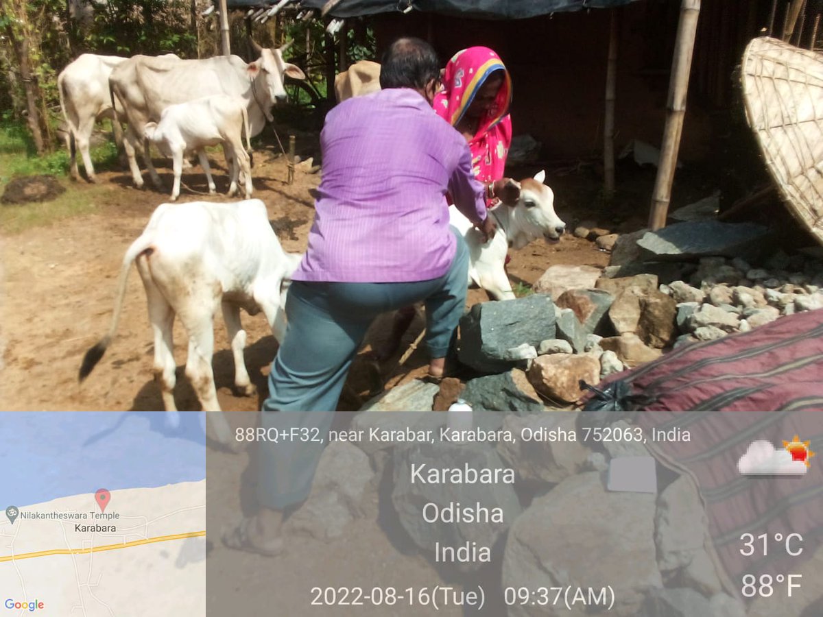 dahvsodisha's tweet photo. Livestock Healthcare Services provided by Mobile Veterinary Unit in flood affected areas of Gania and Bhapur block of Nayagarh District  by moving through boats @CMO_Odisha @rajaaswain @SecyChief @ApcOdisha @farddept https://t.co/2frtbIotlm