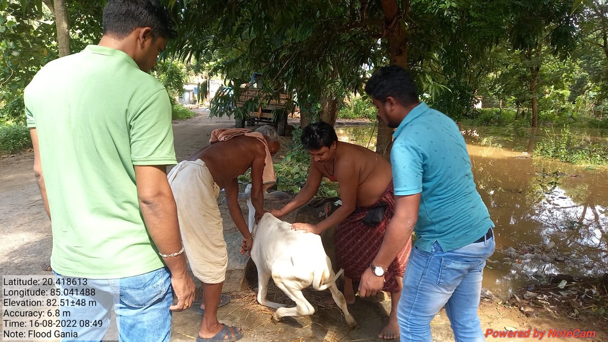 dahvsodisha's tweet photo. Livestock Healthcare Services provided by Mobile Veterinary Unit in flood affected areas of Gania and Bhapur block of Nayagarh District  by moving through boats @CMO_Odisha @rajaaswain @SecyChief @ApcOdisha @farddept https://t.co/2frtbIotlm
