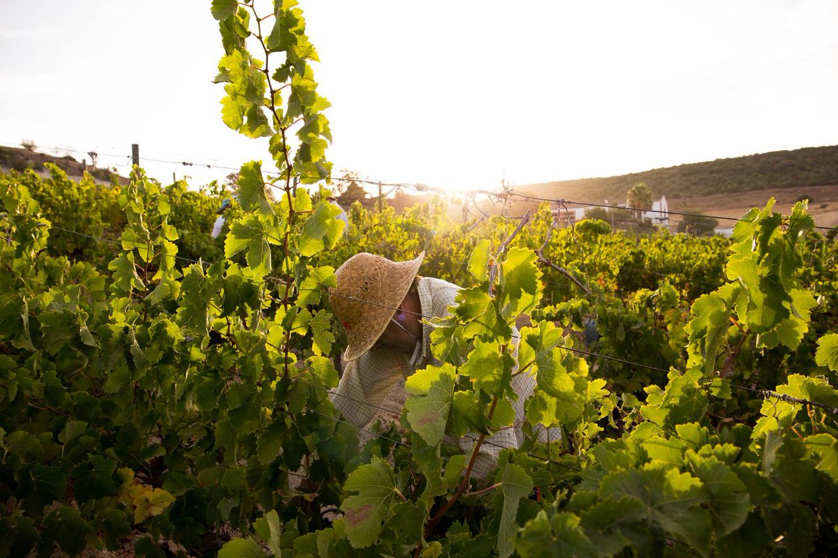 Finca Moncloa tweet media