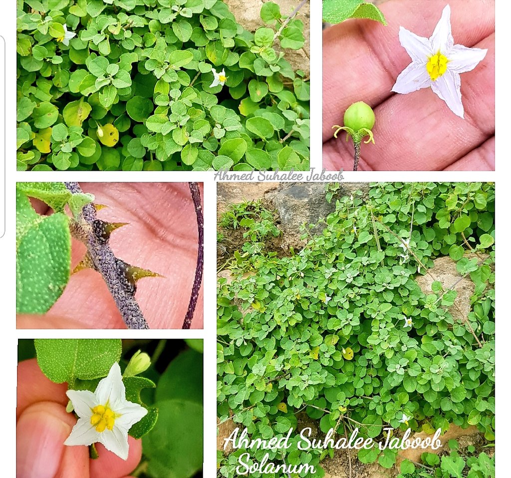 حقوت قطنات .. الاسم العلمي: Solanum
النوع الثاني من الحدق الذي رصدته بمحافظة ظفار ، وهي عشبة رعوية معمرة ، مزهرة ، شوكية الأغصان، من الفصيلة الباذنجانية، تعيش بالقَطن على الجروف الصخرية الشديدة الإنحدار المطلة على بادية ظفار.