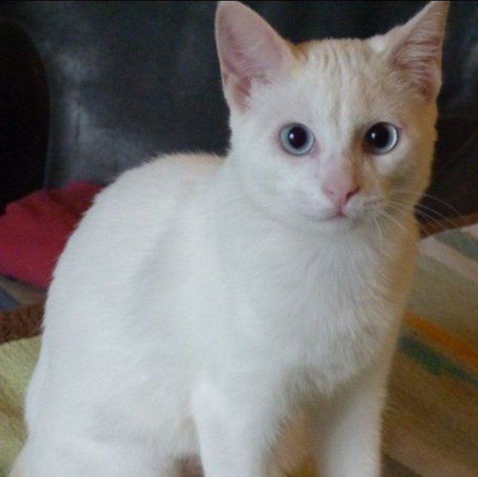 Crow_RPGs's tweet photo. [URGENT] Adoption Chat sur Cherbourg (50)
Revoici Pépita,
je tiens énormément à elle parce que mon vieux chat et moi somme en colocation avec depuis 2019.
C'est une chatte à petite constitution, toute mimi, incapable de méchanceté (elle ne griffe jamais) [1/7] https://t.co/81lkbQCWfh