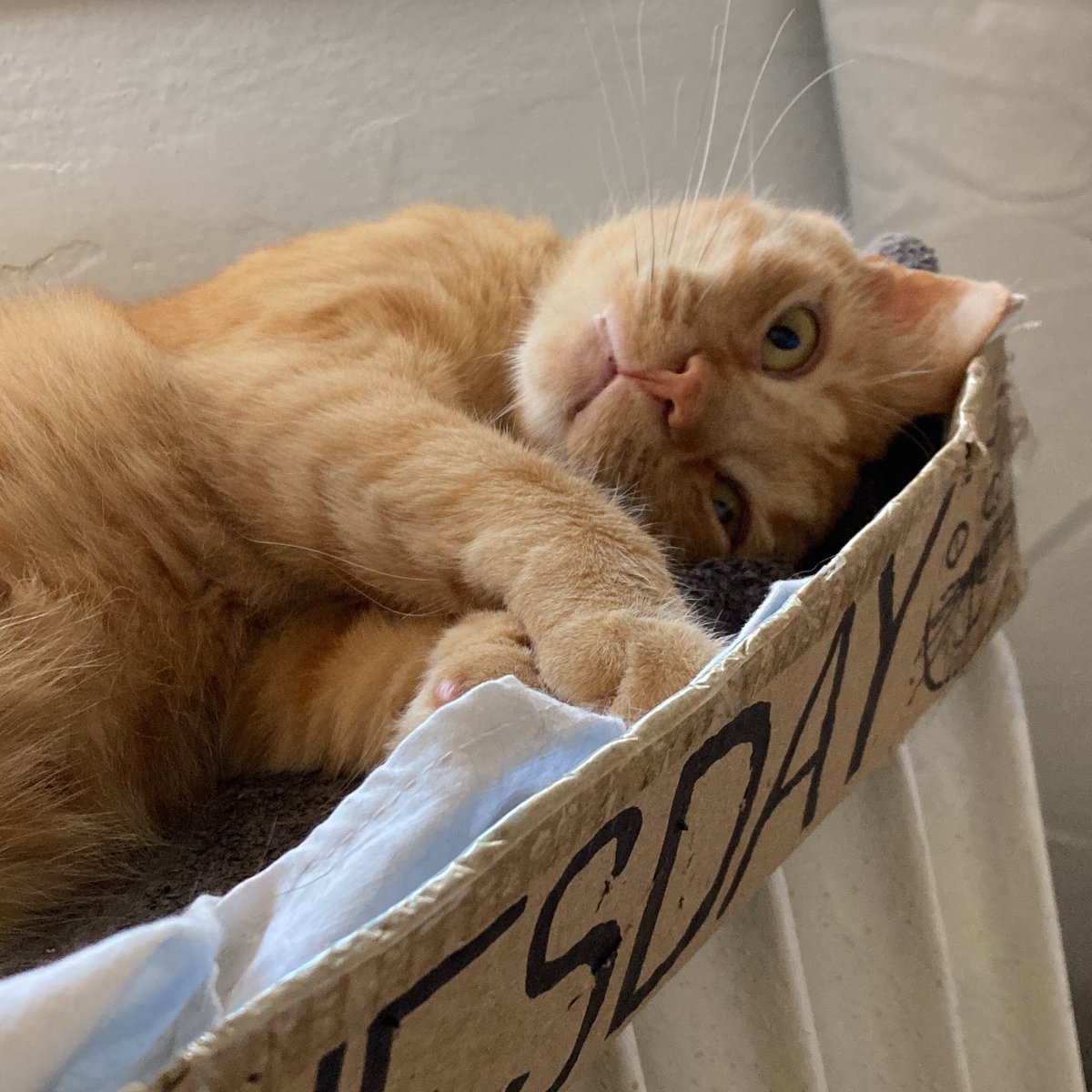 YawningDemons's tweet image. Mornings are tough for most of us, don’t worry, Mr. Little Dumpling
#possessedcats