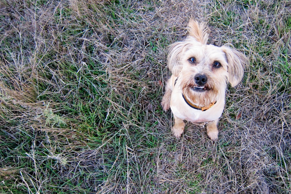 DogRehomProject's tweet photo. Attention all! Help us to use science to improve dog welfare! We currently have 189 followers and we're trying to achieve the small but mighty milestone of 200 followers, so if haven't already, please retweet and follow us! This will help us to be able to achieve our mission! https://t.co/g4jzxs7Ycz