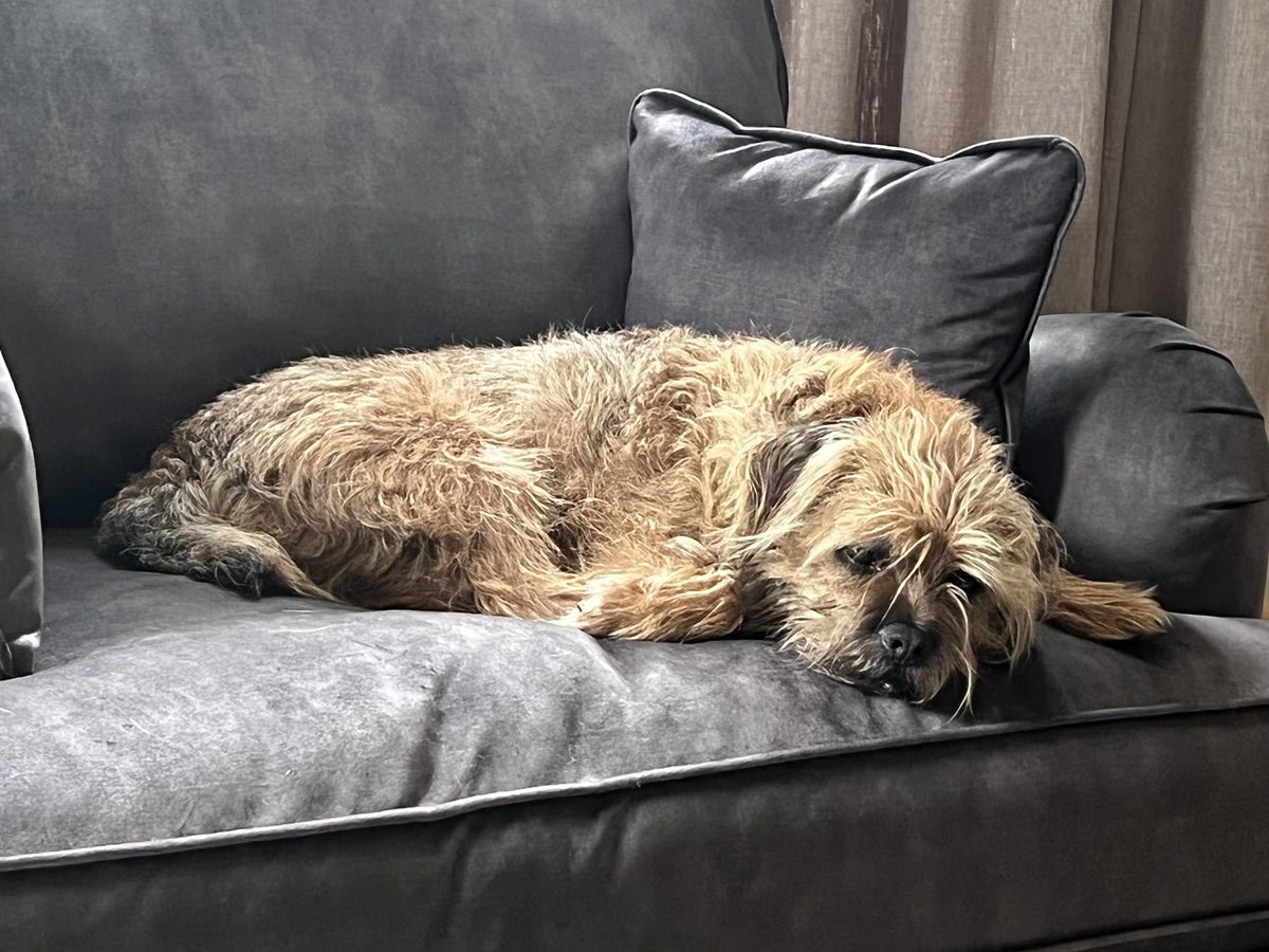 A lot of people are happy that it’s raining (me included!) unfortunately this little man isn’t one of them… 😢☹️🤪🐾❤️ #StanleySault #LoveOfMyLife #BorderTerrier
