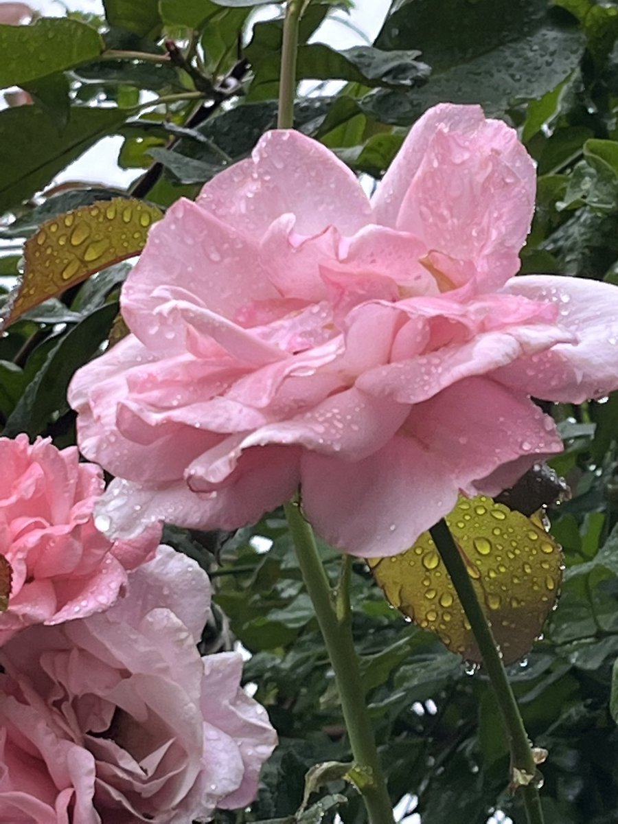 art_in_textiles's tweet photo. Oh the joy of seeing #rain again! #HappyWednesday #endofdrought #roses #raindrops https://t.co/ZguI0jyVmT