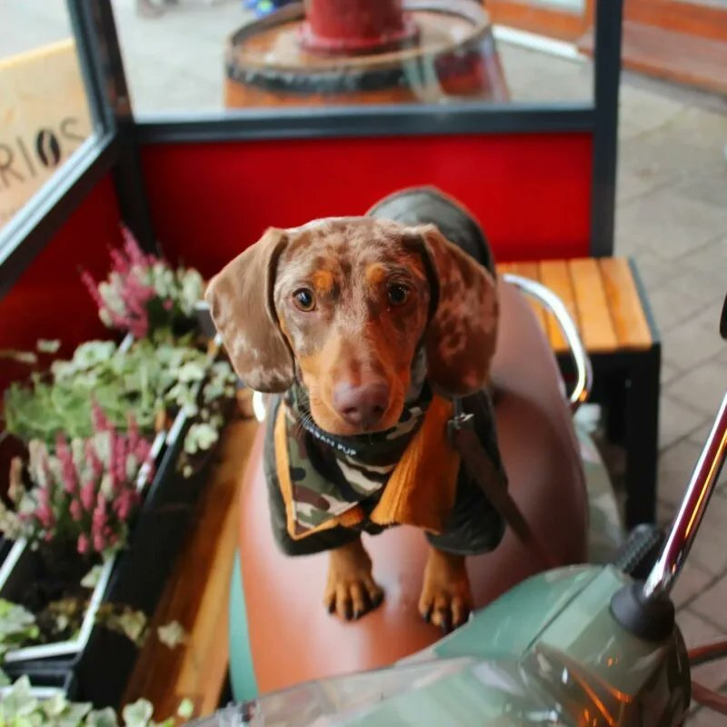 packthepooch's tweet photo. #dogfriendly cafe, Ratoath, Co.Meath. All dogs welcome inside. Puppuccinos and dog treats are available. Serving Proper Coffee &amp; sweet treats
✨️ Link in bio ✨️
.
#wheretogowednesday #dogfriendlycafe #dogfriendlyireland
#ratoath #meath #ireland #dogswelcome #packthepooch https://t.co/ftlOtfxg9Q