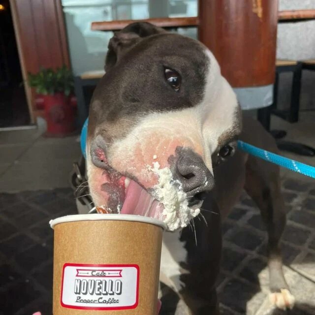 packthepooch's tweet photo. #dogfriendly cafe, Ratoath, Co.Meath. All dogs welcome inside. Puppuccinos and dog treats are available. Serving Proper Coffee &amp; sweet treats
✨️ Link in bio ✨️
.
#wheretogowednesday #dogfriendlycafe #dogfriendlyireland
#ratoath #meath #ireland #dogswelcome #packthepooch https://t.co/ftlOtfxg9Q