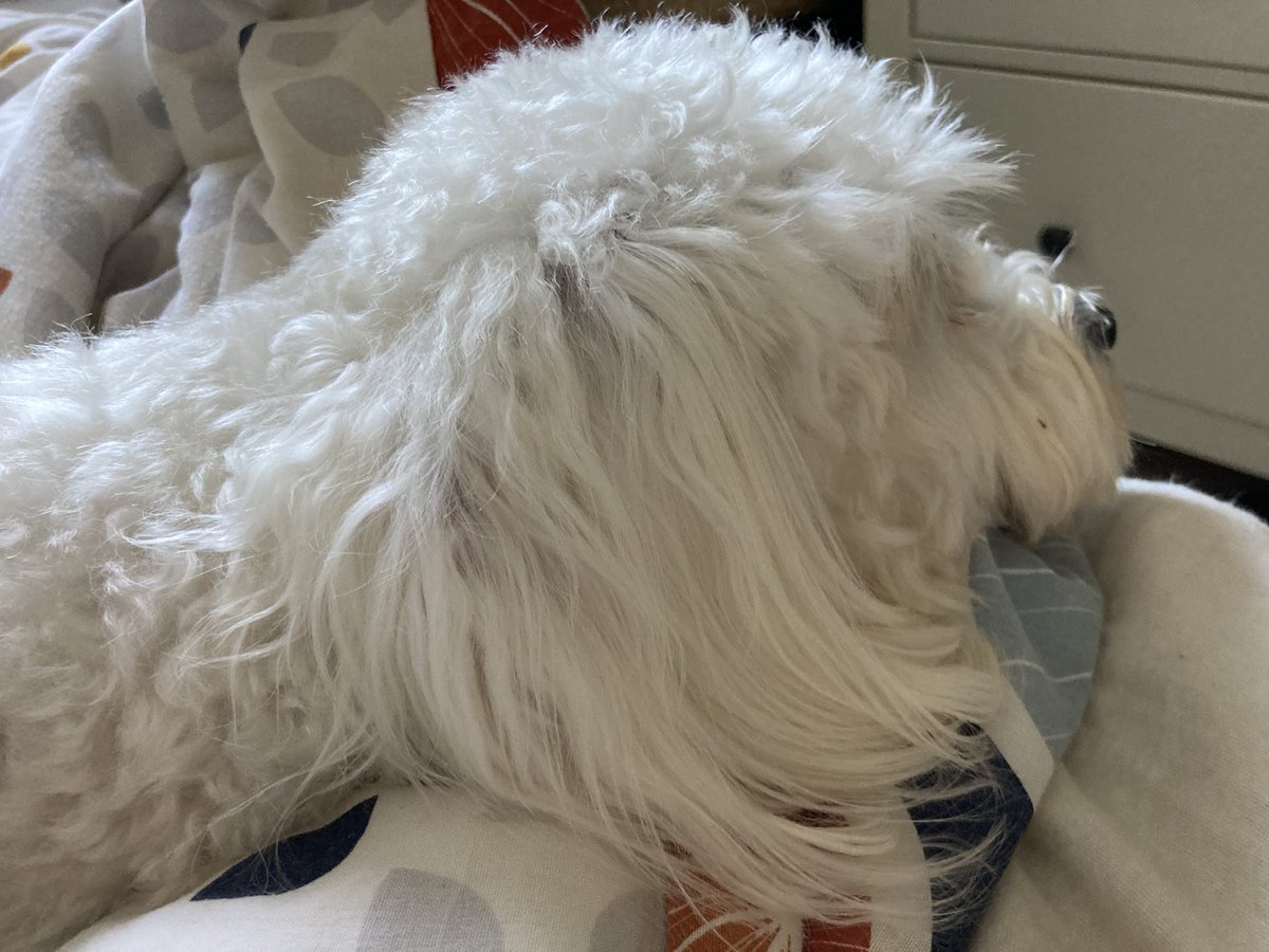 myjuno89's tweet photo. Gweat Wednesday to all ❣️🐾🐾🐶🐾🐾
Not much happening right now. Only dat daddy wented to da office wif a huge smile😃 .. Ok, he wented to da office without dat smile. He prefews working from da office at home
#WednesdayMotivation #DeepInThoughts #dogsoftwitter https://t.co/UrsVXUMQxH