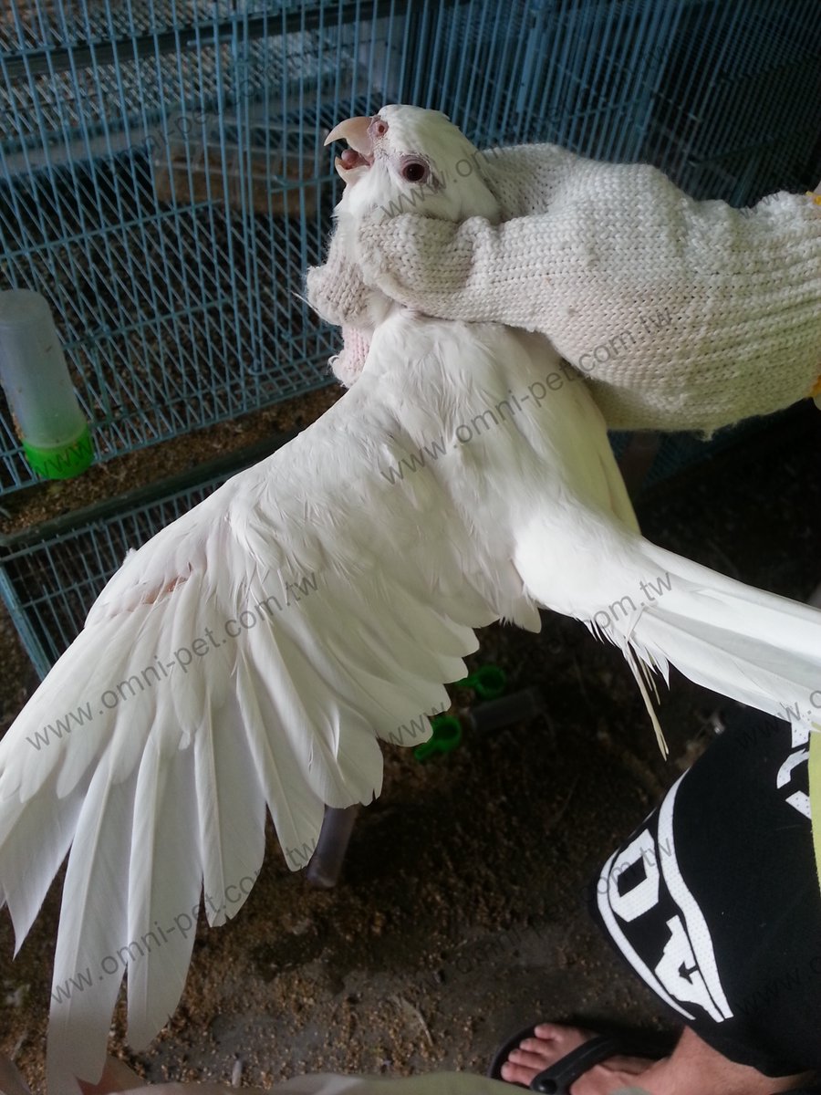 omni_th's tweet photo. White Cockatiel https://t.co/sKO1qvA8JK