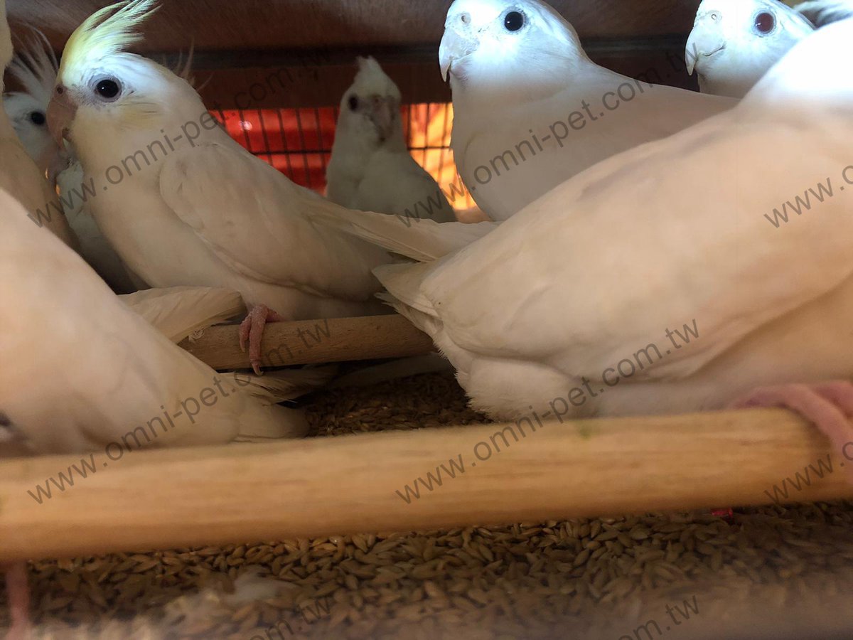 omni_th's tweet photo. White Cockatiel https://t.co/sKO1qvA8JK