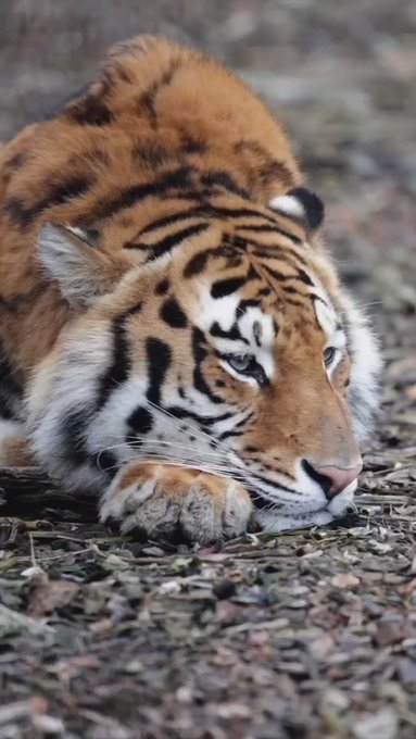 Fluffy tiger lying down, head resting on one of the front paws.