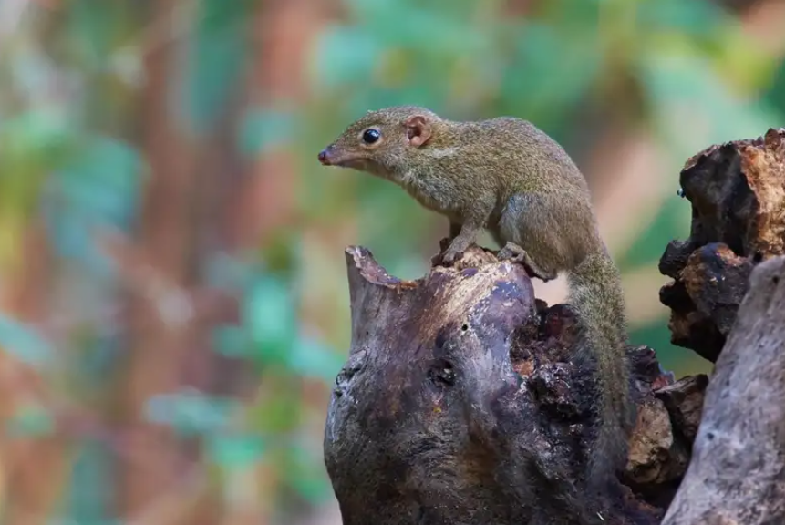 Virusul Langya: Cât de periculos este noul agent patogen descoperit în China?

tehnostiri.ro/index.php/2022…