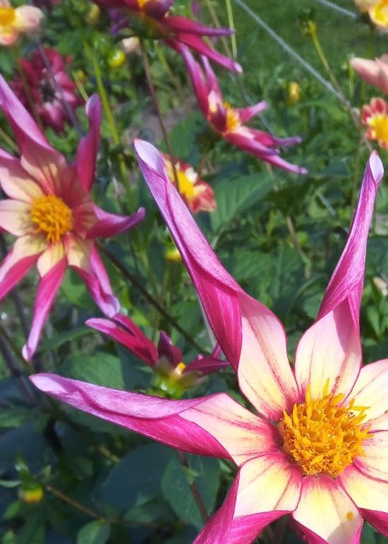 HappyBotanical's tweet photo. See you later 5-8pm. Hope your gardens are refreshed after the rains. I’m expecting some soggy deadheads that will need to be removed this evening 😊. Absolutely not complaining. 

Dahlia in the pic is ‘Hazel Bear’

#dahlia #dahliagarden #dahlialove #summergarden #rain https://t.co/xNBJHRb4xv