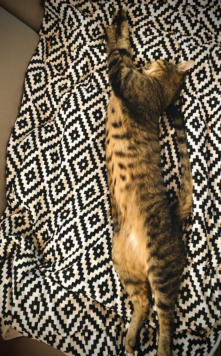 NadiaVanDessel's tweet photo. Endless cat.๐บ#boris #ultimatestretch #catlover #CatsOfTwitter #cat #catboy https://t.co/PA1mbszOun